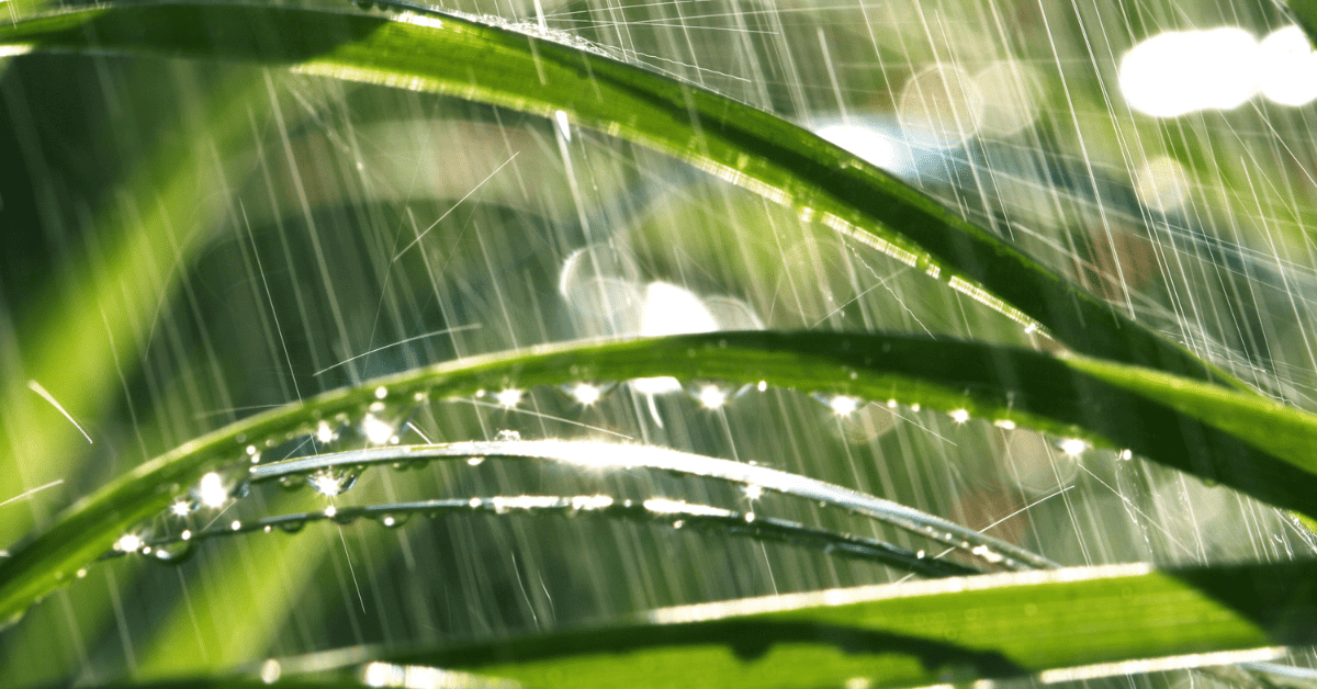 Everything You Need to Know About Rain Gardens