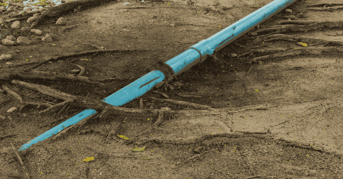 How to Successfully Remove Tree Roots from Sewer Lines: A Complete Guide
